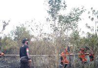 Karhutla Hanguskan 8 Hektare Gambut dan Semak Belukar
