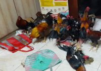 Belasan Tersangka Sabung Ayam Dicokok Brimob Belasan Tersangka Sabung Ayam Dicokok Brimob