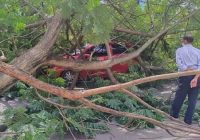 Mobil Tertimpa Pohon Tumbang, Istri Trauma lalu Suami Tuntut Ganti Rugi