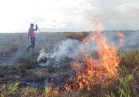 Lima Hektare Lahan Terbakar, Waspada Awal Musim Kemarau