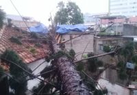 Pohon Tumbang akibat Angin Kencang Tewaskan Dua Warga Pandeglang, Puting Beliung Mengamuk di Cimahi