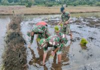 Jaga Kedaulatan Pangan di Pulau Terluar, Tentara Terjun ke Sawah