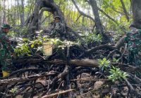 Pembibitan Mangrove, Lestarikan Pesisir Pantai