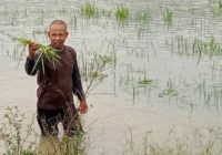 Banjir Kepung OKI, Seluas 443,25 Hektare Sawah Terendam Air