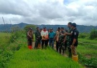 Dandim 0417/Kerinci Tinjau Pembibitan Padi di Desa Tanjung Bunga, Dorong Petani Tingkatkan Produksi
