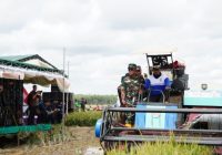 Jaga Stabilitas Ketahanan Pangan, Kasdam II/Sriwijaya Hadiri Panen Padi Serentak di Kabupaten OKI