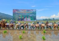 TNI Siap Wujudkan Ketahanan Pangan, Kodim 0417/Kerinci Tanam Padi Serentak di Dua Lokasi