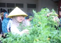 Tidak Ada Alasan Lahan Terbatas, Keluarga Bisa Hasilkan Pangan Sendiri