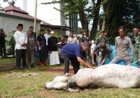 Pangdam II/Sriwijaya Serahkan Hewan Kurban secara Simbolis Pangdam II/Sriwijaya Serahkan Hewan Kurban secara Simbolis