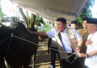 Sumsel Dapat 18 Sapi Kurban dari Presiden Prabowo Sumsel Dapat 18 Sapi Kurban dari Presiden Prabowo