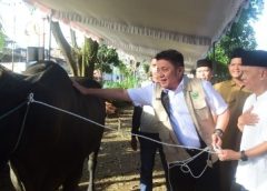 Sumsel Dapat 18 Sapi Kurban dari Presiden Prabowo