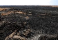 Percepatan Penanganan Karhutla Bromo Terkendala Tiga Hal Percepatan Penanganan Karhutla Bromo Terkendala Tiga Hal