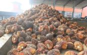 Hilirisasi Sawit, Kebangkitan Koperasi Unit Desa di Sumsel