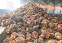 Hilirisasi Sawit, Kebangkitan Koperasi Unit Desa di Sumsel