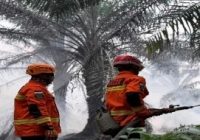 Karhutla Menggila di Pulau Kalimantan, Terdata 1.487 Hotspot